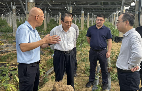 省农垦集团公司调研组到揭阳垦区调研1.png