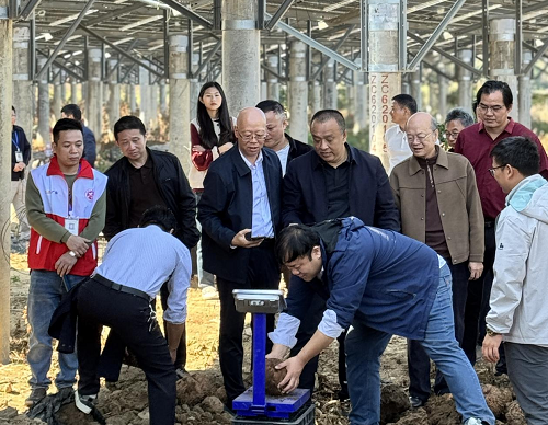3e220963fbff585b3ae305a689842c42.png 一分快3官方网页版_一分快3(中国)举办魔芋产业推进会3.png